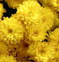 Image of yellow dot pompons