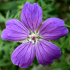 Image of flower