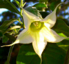 Image of flower