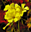 Image of flower