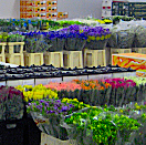 Images of wooden pallets